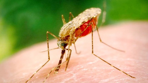 Осторожно: малярия!