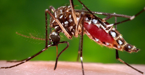 Эпидемия лихорадки денге в Филиппинах